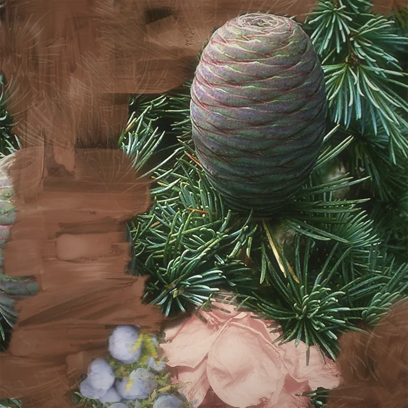 Con de cedru, ramuri de conifer și flori, ingredientele din BYREDO Super Cedar